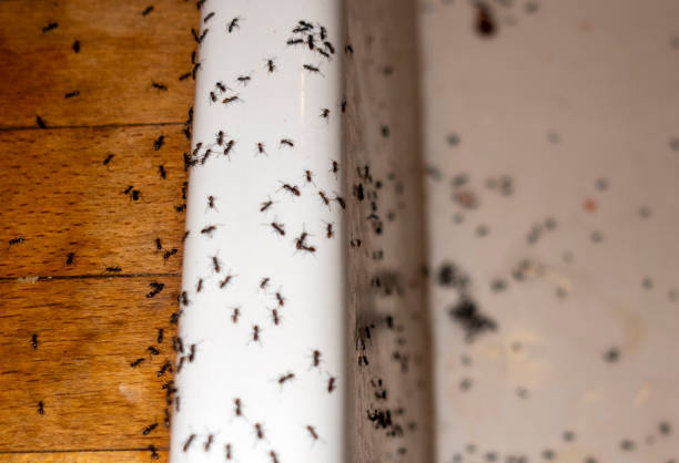Best Wildlife Control Services  in Pinehurst, ID