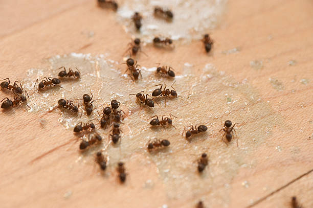 Best Ant Control Services  in Pinehurst, ID