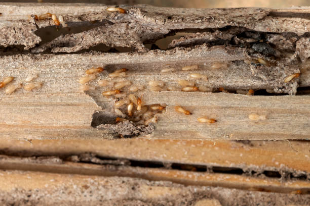 Best Cockroach Control Services  in Pinehurst, ID